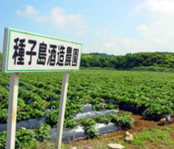 種子島酒造株式会社