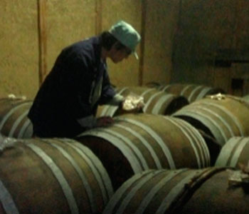 白扇酒造株式会社
